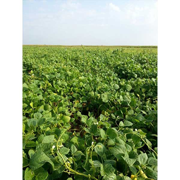 Nuestras plantas de alubia caparron