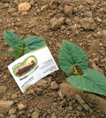Estas son las plantas que producirán la próxima cosecha. Nacen fuertes y sanas porque lo hacen en uno de los mejores terrenos. Este es el sustrato que ha dado fama a las alubias de Bercianos durante generaciones.