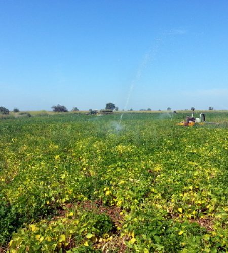 El cuidado de las plantas continúa durante todo el año. Se emplea el sistema de riego por aspersión porque distribuye las gotas de agua cómo lo hace la lluvia y no compacta demasiado el terreno.