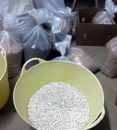 Una vez que han sido limpiadas viene el momento de clasificarlas y prepararlas para su envasado. Todo se realiza en casa.